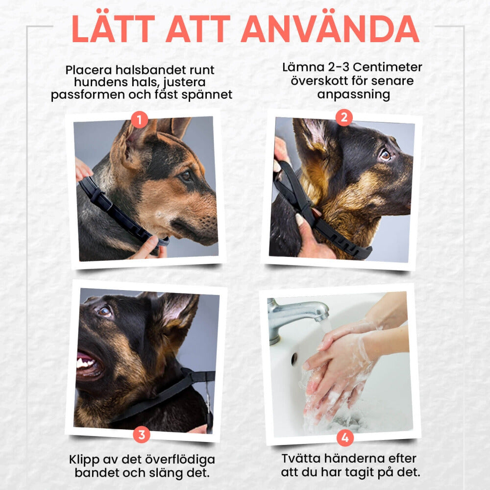 Fästinghalsband för Hund och Katt